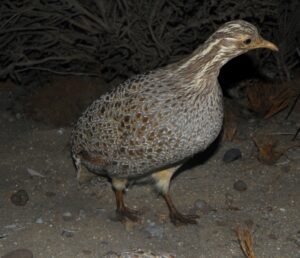 Patagonian Tinamou