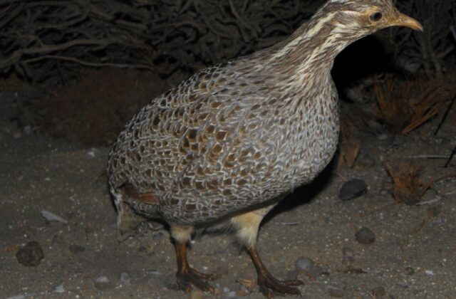 Patagonian Tinamou