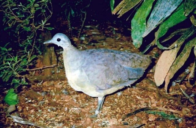 White-throated Tinamou