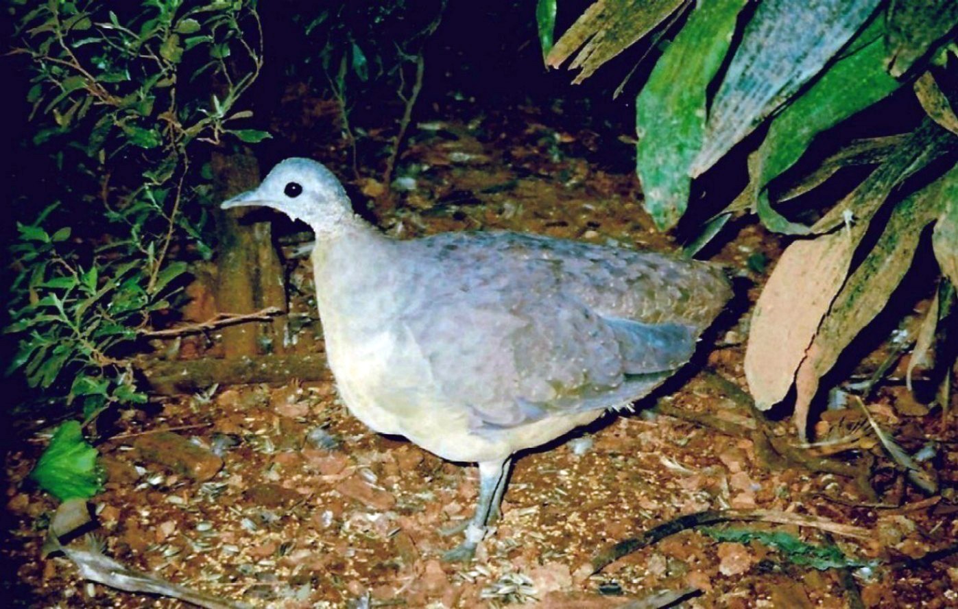 White-throated Tinamou