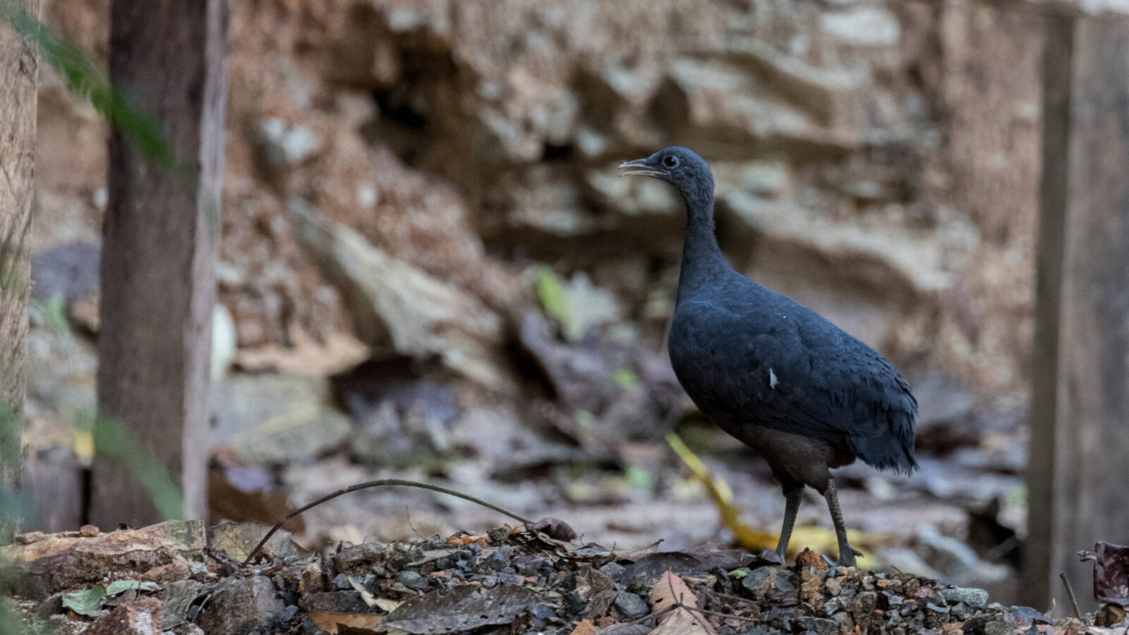 Black Tinamou
