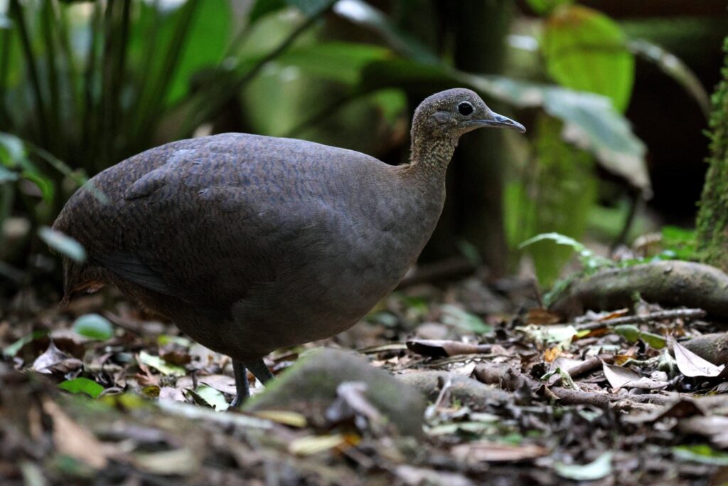 Solitary Tinamou