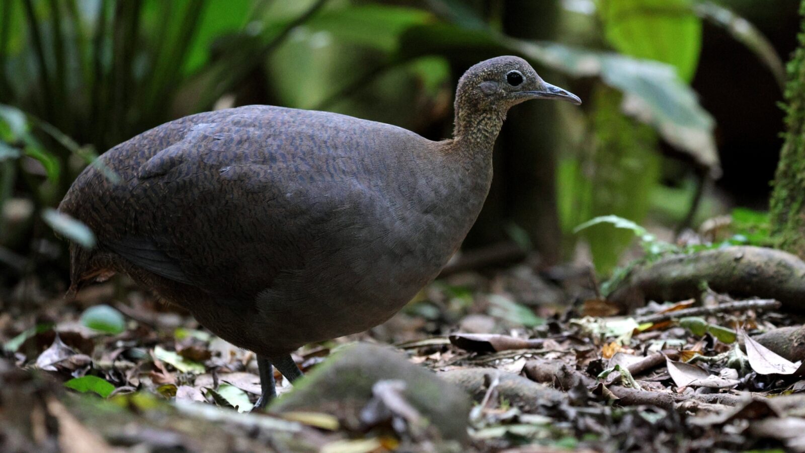 Solitary Tinamou