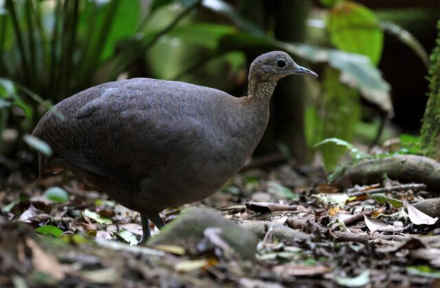Solitary Tinamou