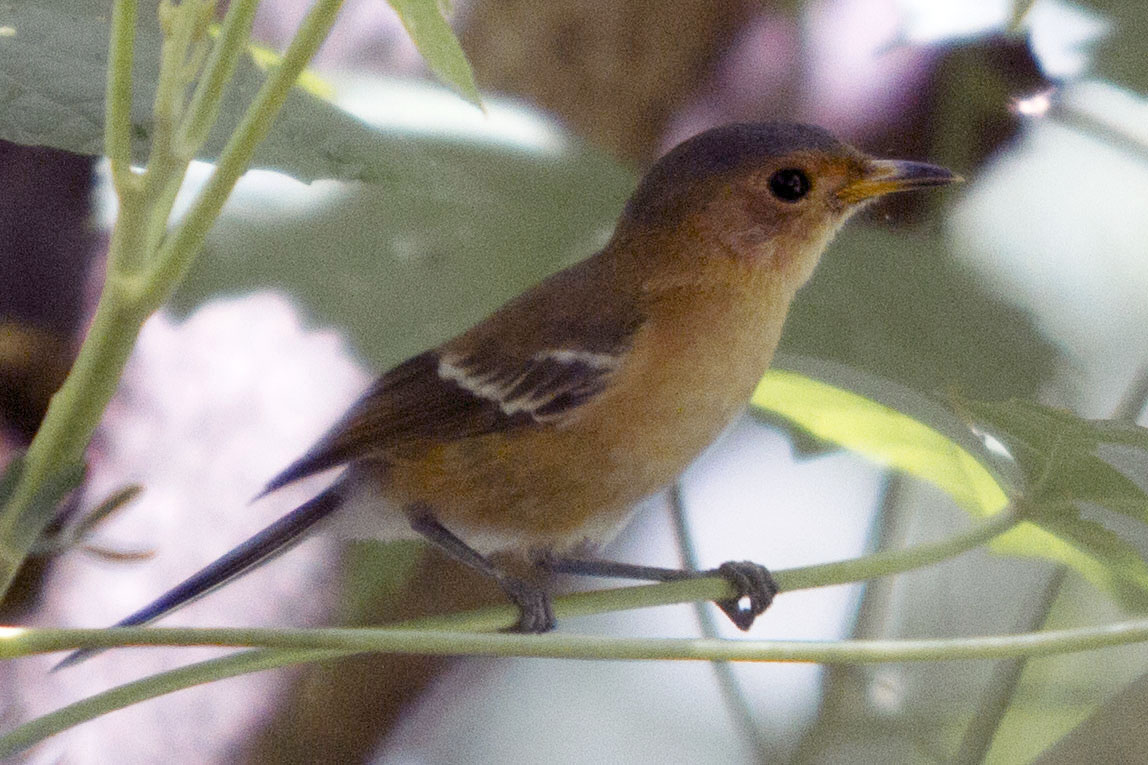 Tinian Monarch