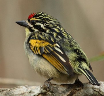 Southern Red-fronted Tinkerbird