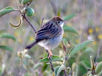 Tiny Cisticola