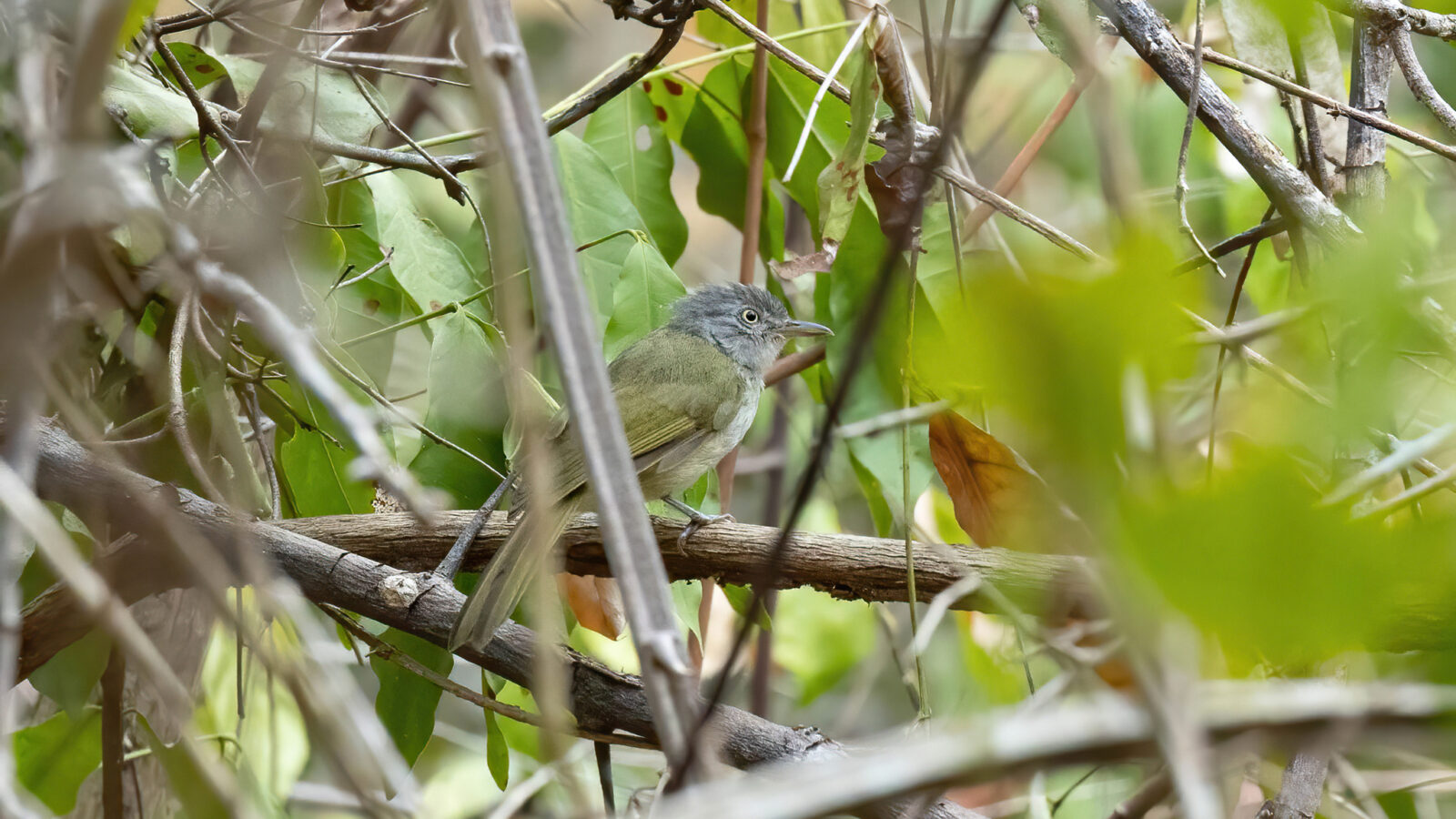 Lowland Tiny Greenbul