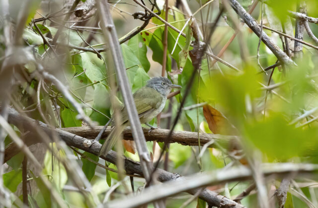 Lowland Tiny Greenbul