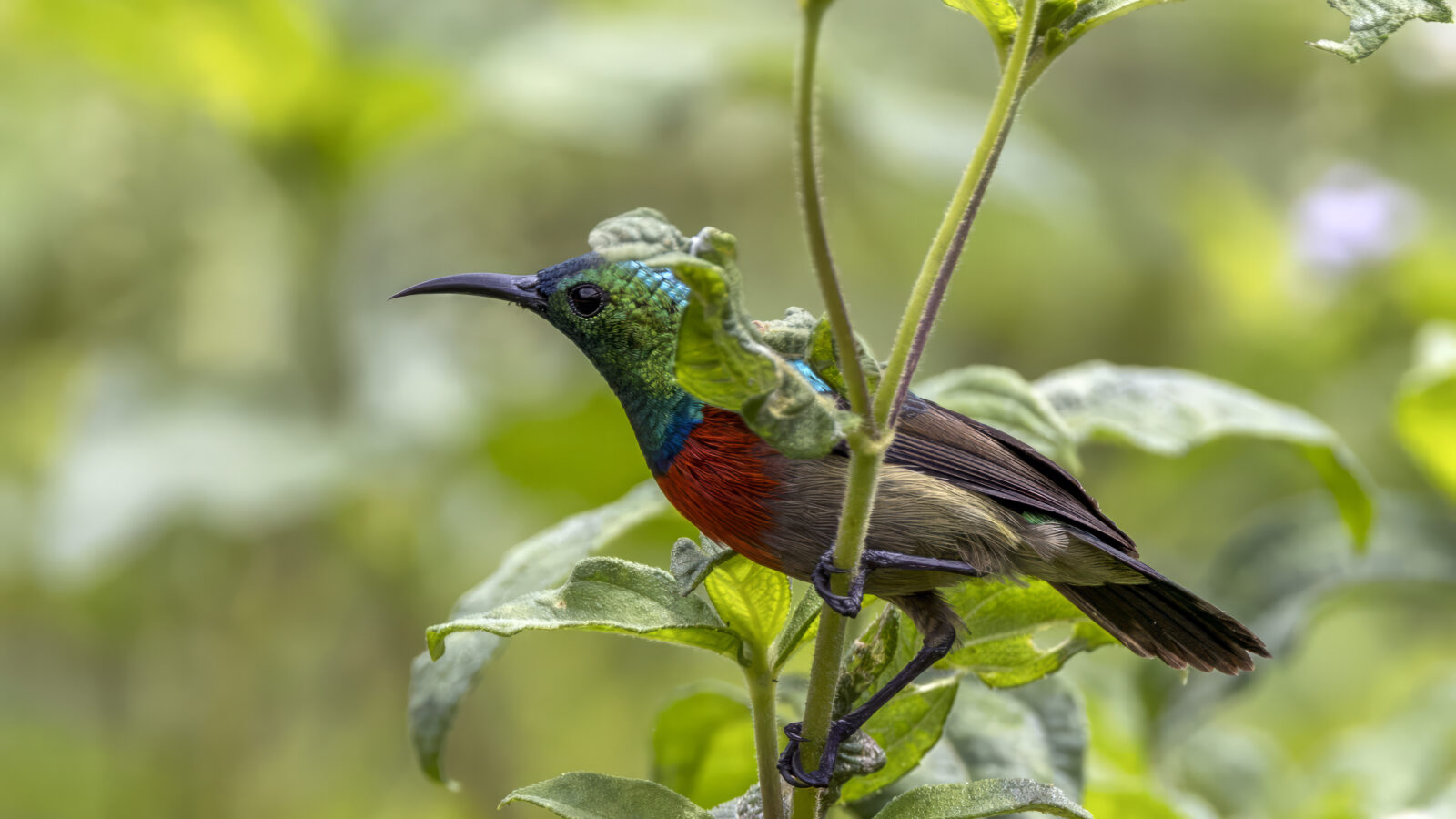 Tiny Sunbird