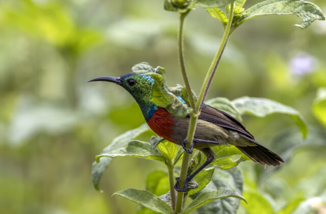 Tiny Sunbird