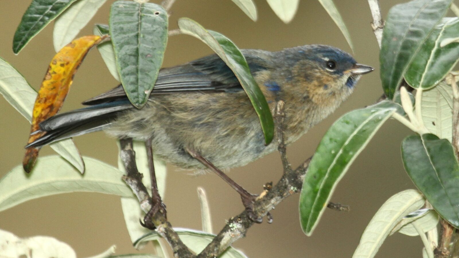 Streaked Dacnis