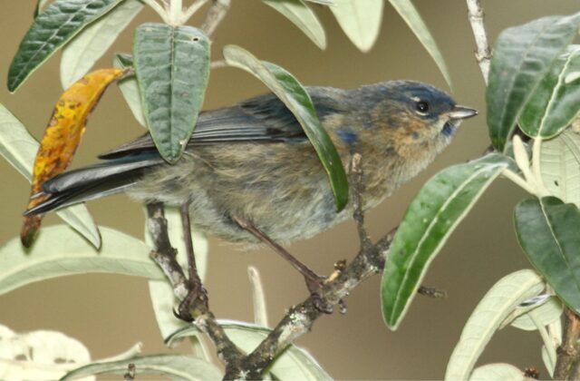 Streaked Dacnis