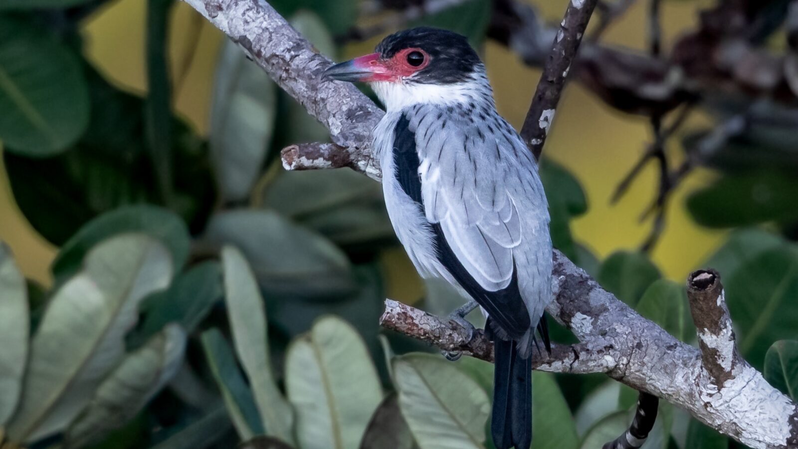 Black-tailed Tityra
