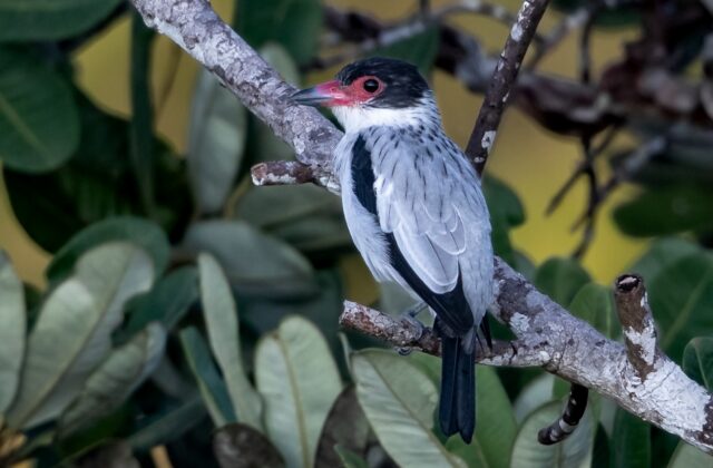 Black-tailed Tityra