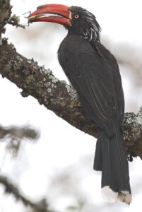 Crowned Hornbill