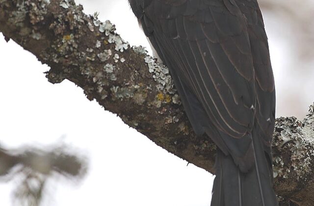 Crowned Hornbill