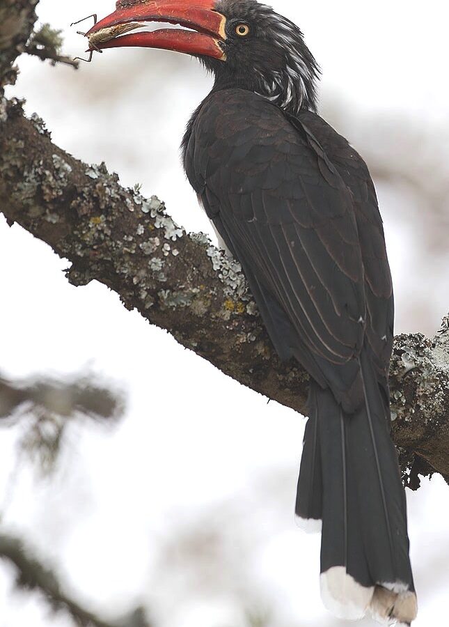 Crowned Hornbill