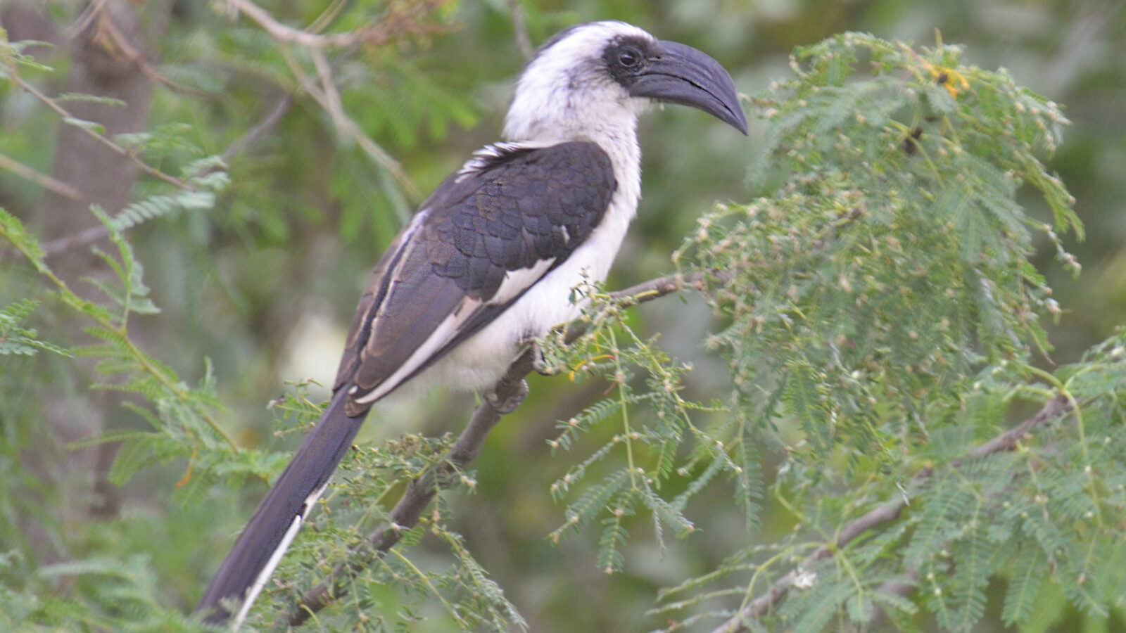 Von der Decken’s Hornbill
