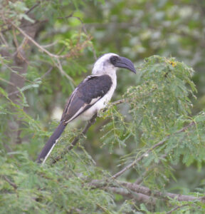 Von der Decken’s Hornbill