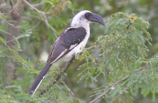 Von der Decken’s Hornbill