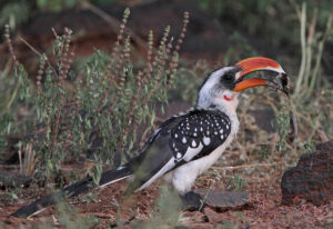 Jackson’s Hornbill