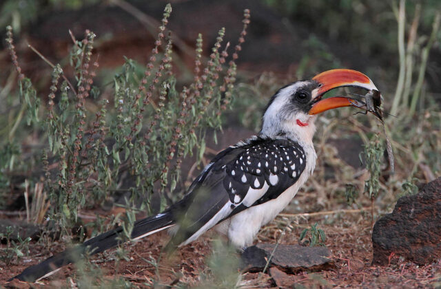Jackson’s Hornbill