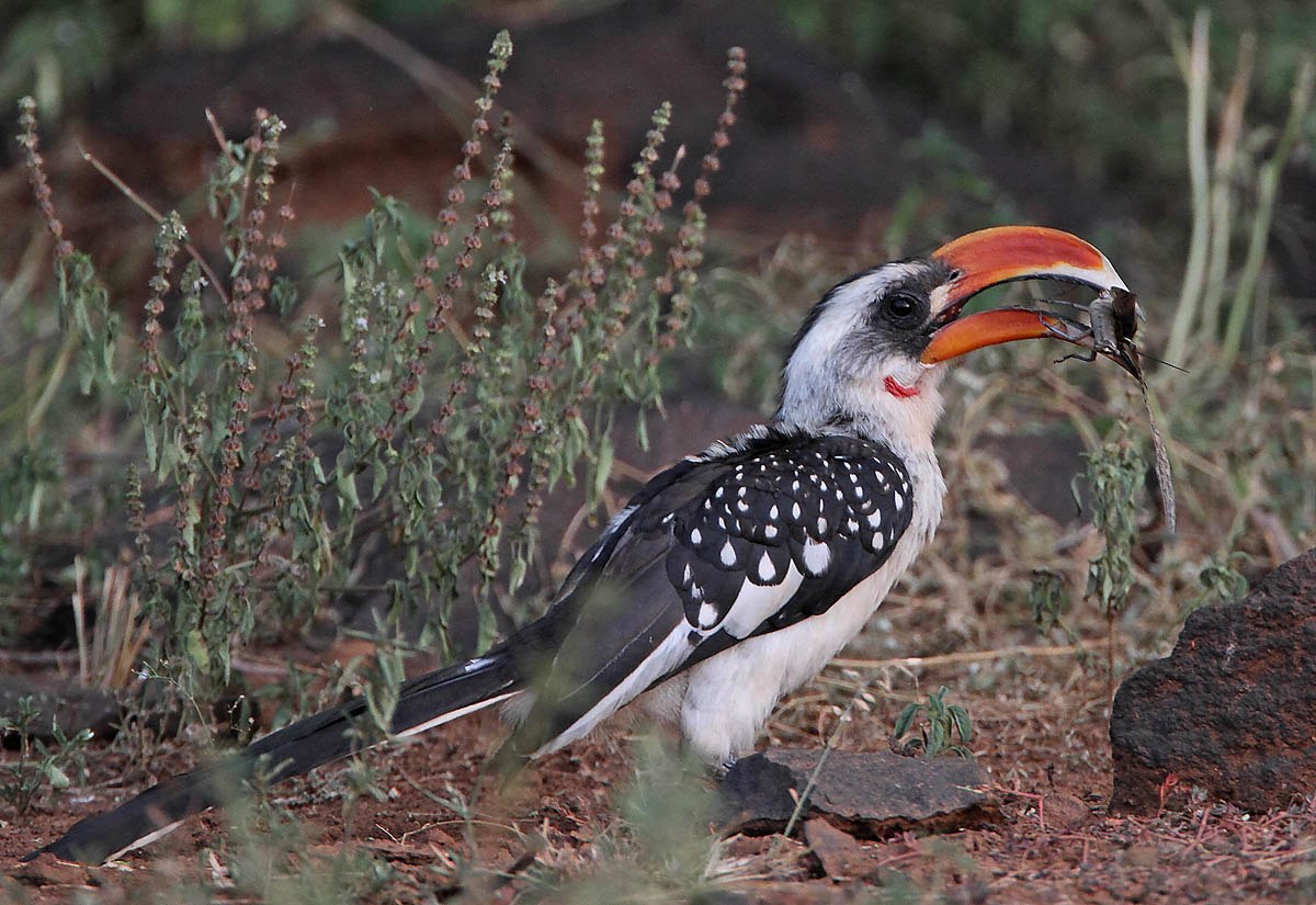 Jackson’s Hornbill