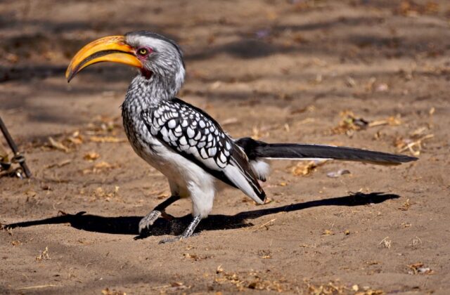 Southern Yellow-billed Hornbill