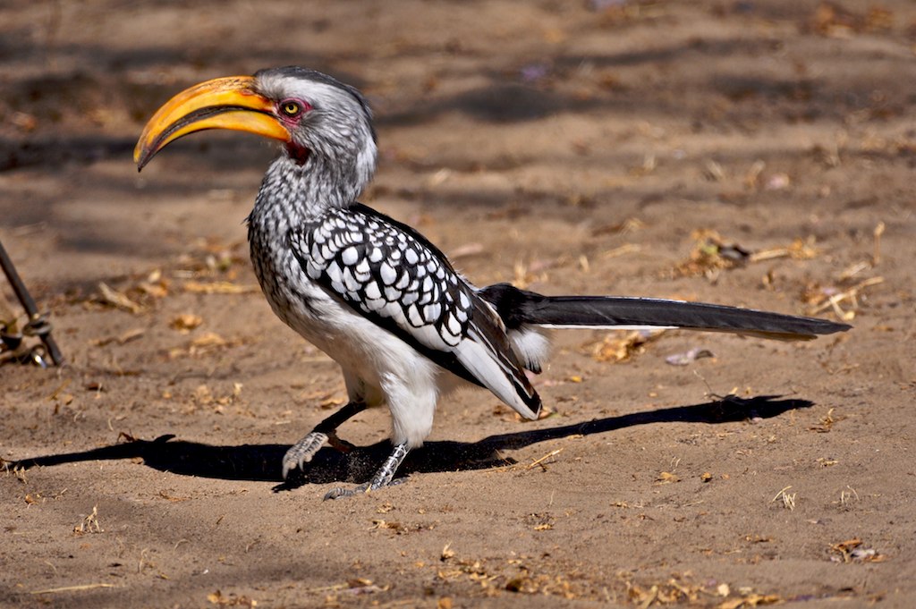 Southern Yellow-billed Hornbill
