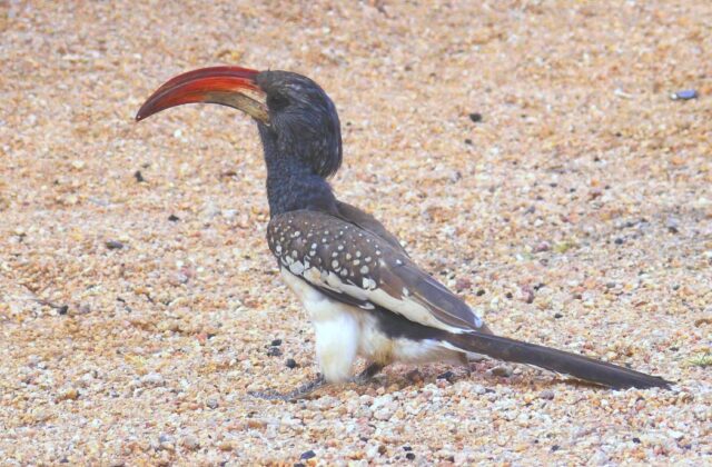 Monteiro’s Hornbill