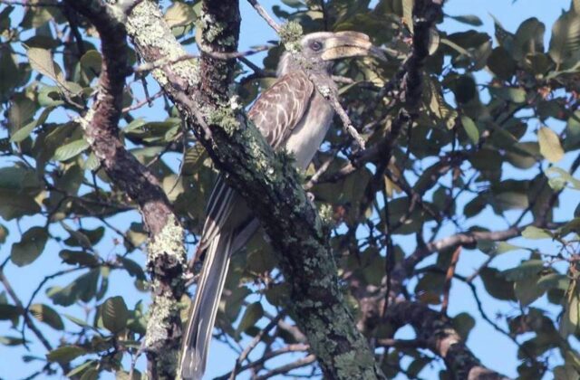 Pale-billed Hornbill