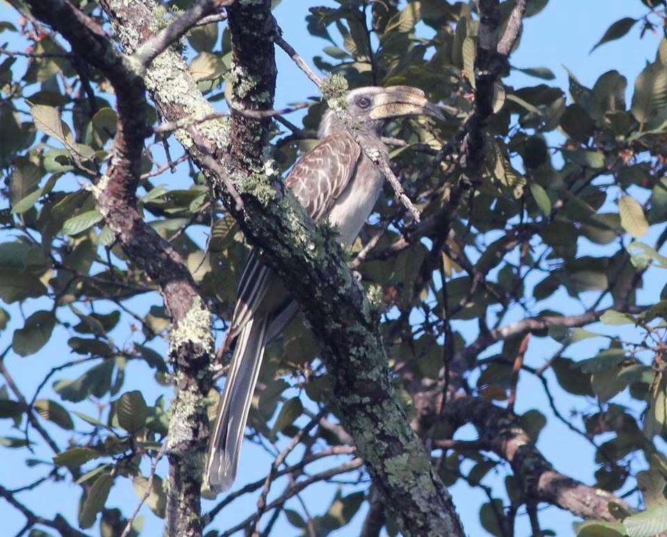 Pale-billed Hornbill