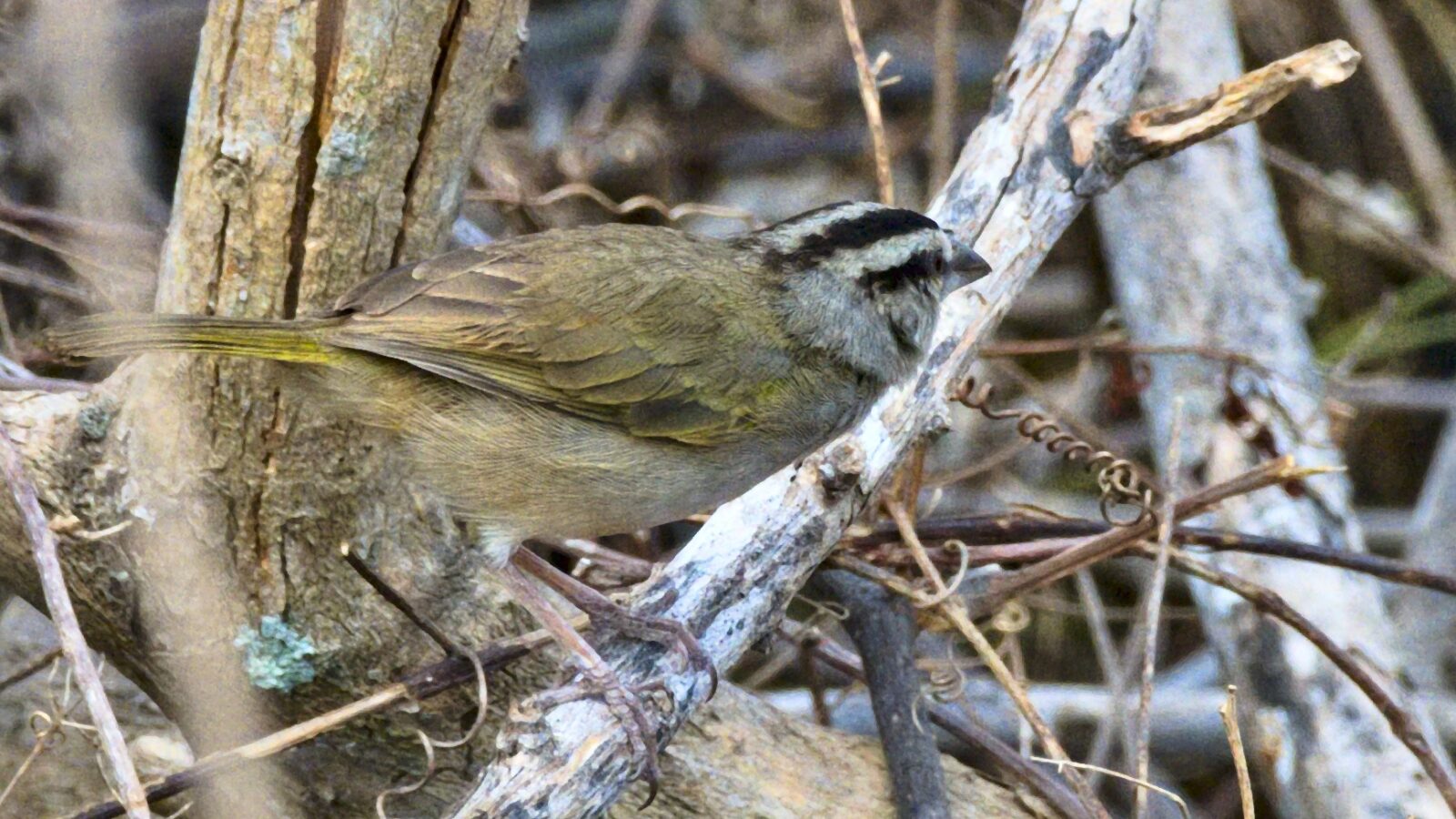 Tocuyo Sparrow