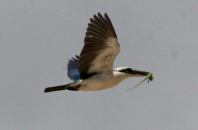 Mariana Kingfisher