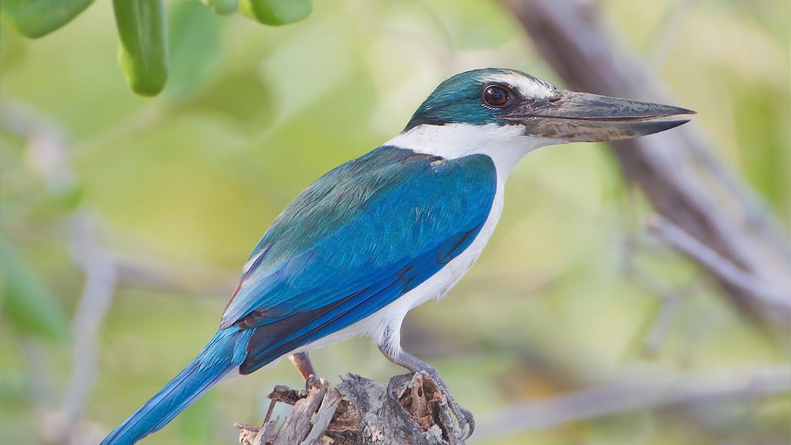 Collared Kingfisher