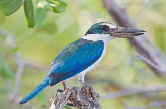 Collared Kingfisher