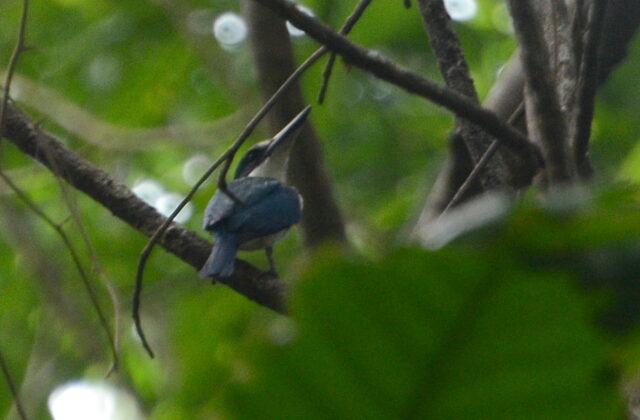 Talaud Kingfisher