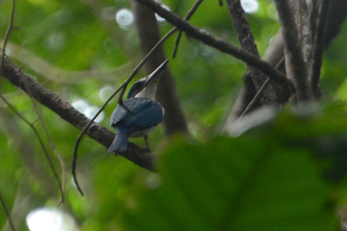 Talaud Kingfisher