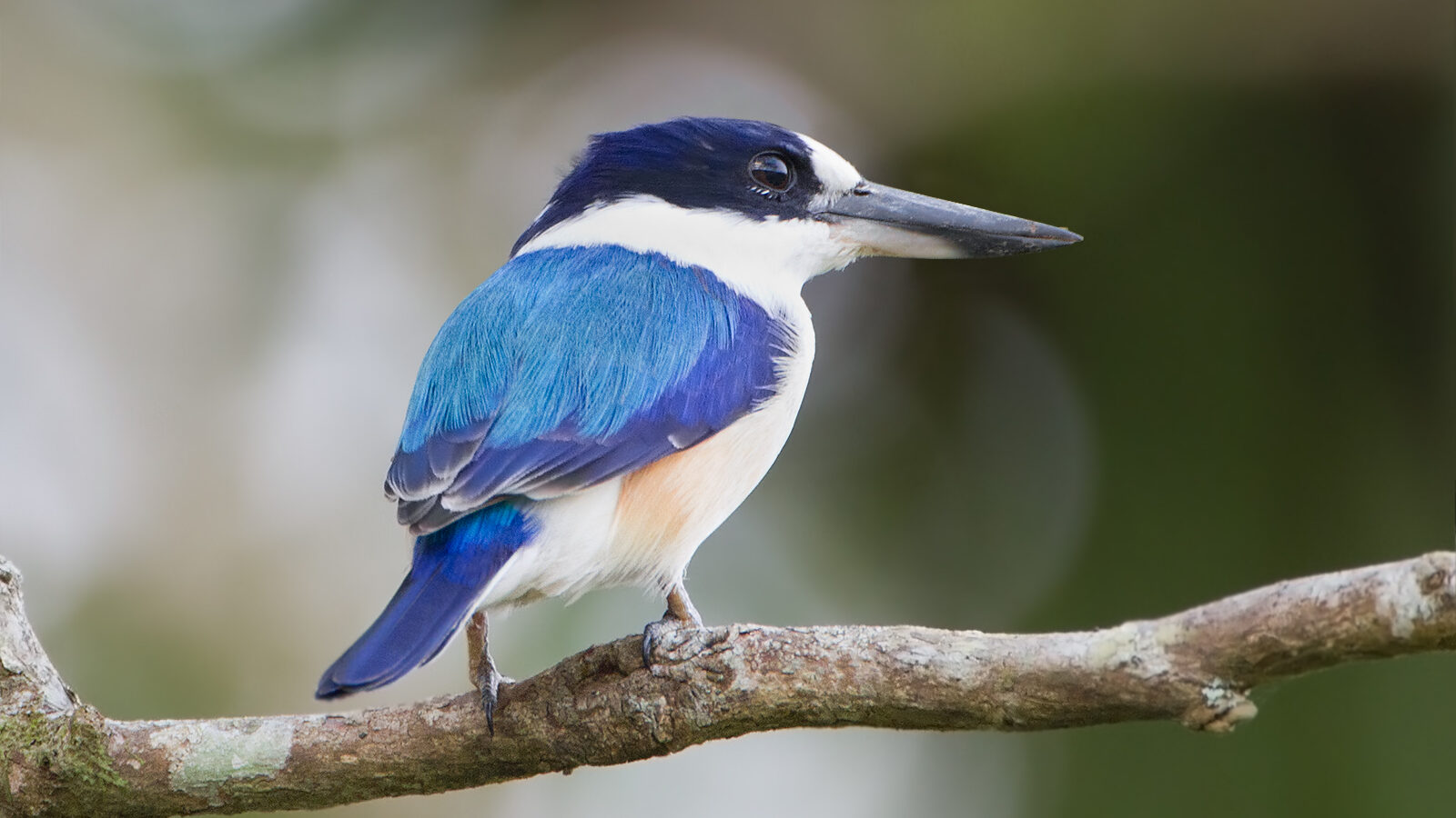 Forest Kingfisher