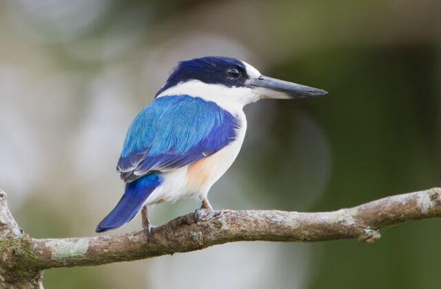 Forest Kingfisher