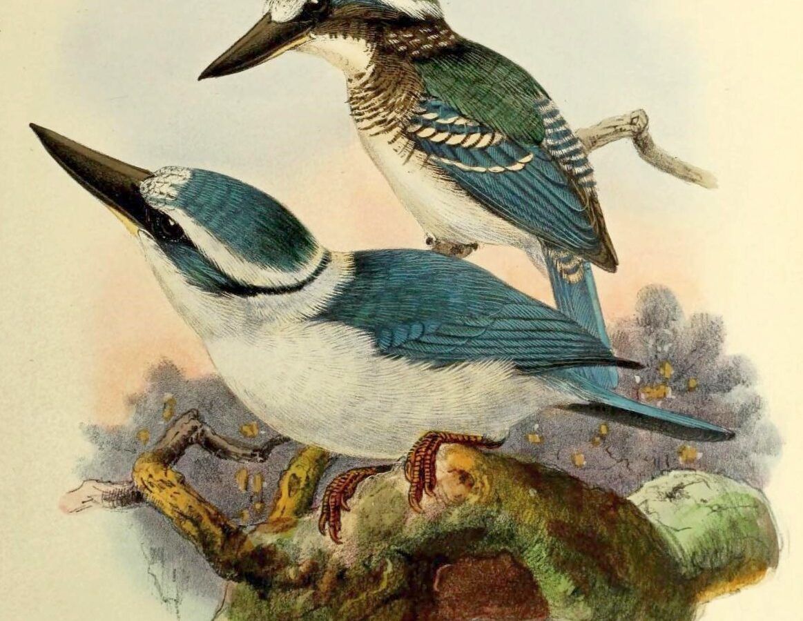 Chattering Kingfisher