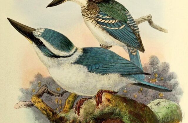 Chattering Kingfisher