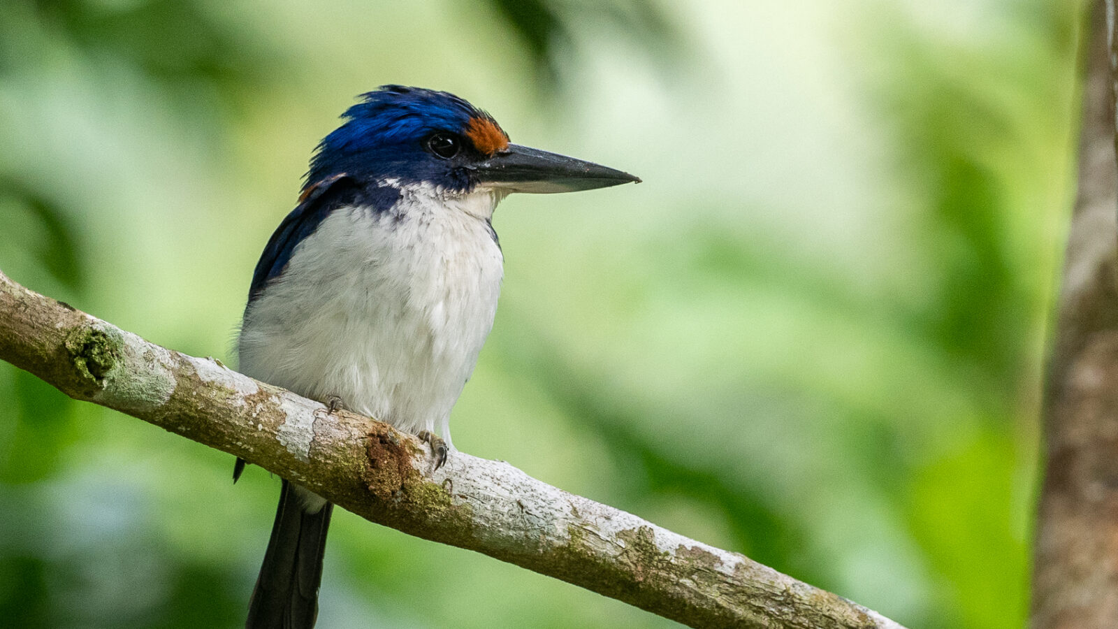 Rufous-lored Kingfisher