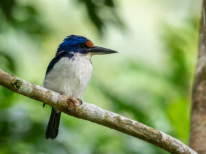 Rufous-lored Kingfisher