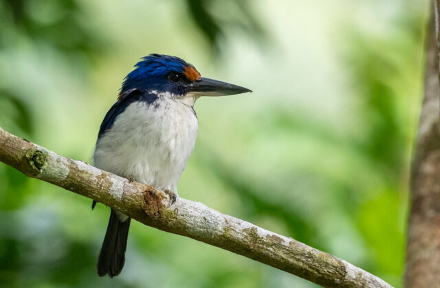 Rufous-lored Kingfisher