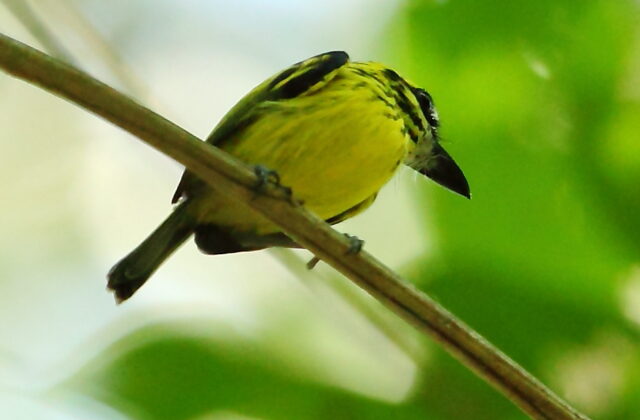 Yellow-browed Tody-Flycatcher