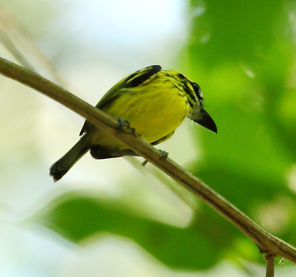 Yellow-browed Tody-Flycatcher