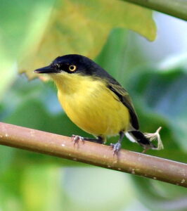 Common Tody-Flycatcher