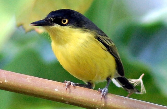Common Tody-Flycatcher